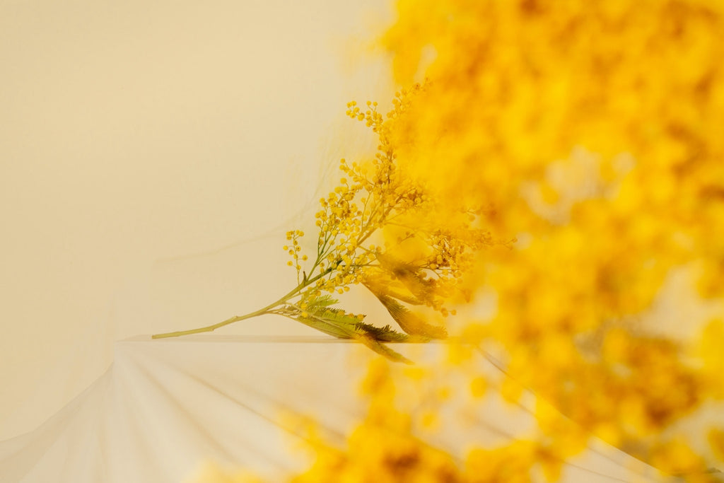 yellow flowers artistically arranged against a pale gold background