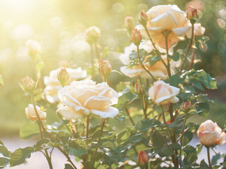fresh cut rose garden sunset magic ingredient image lacreme beaute